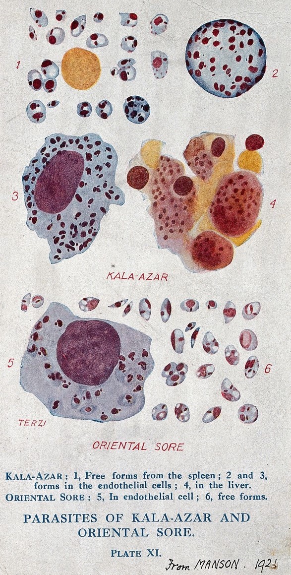 Source: https://archive.org/details/mansonstropicaldiseases1921/page/n193/mode/2up