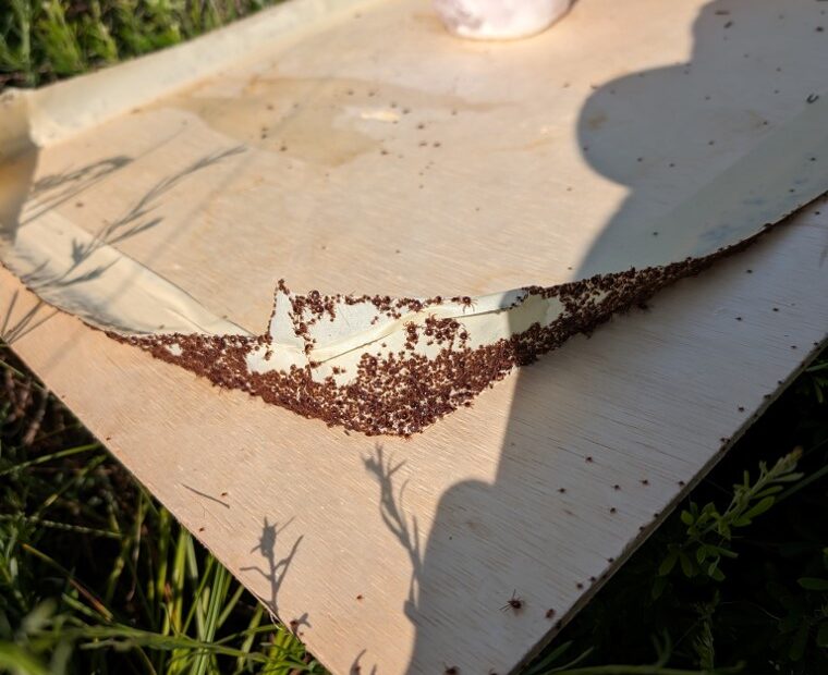 Mega tick trap